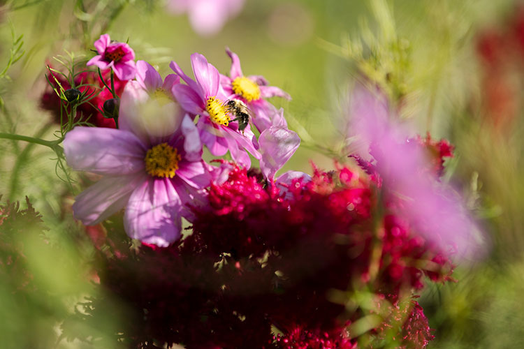 Bee on a pink flower