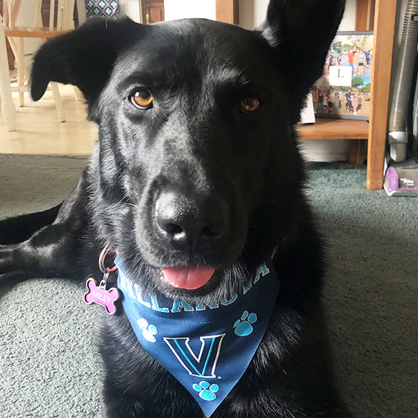 face of a black dog wearing a blue Villanova bandana with the nametag Miley