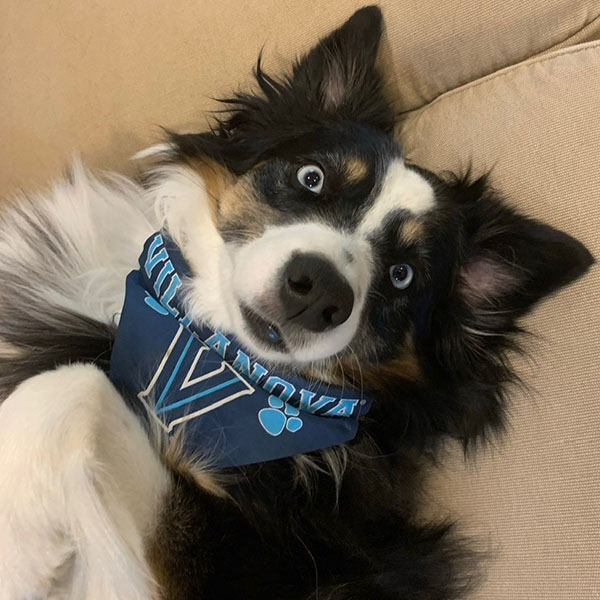 close-up of a border collie wearing a blue Villanova bandanna